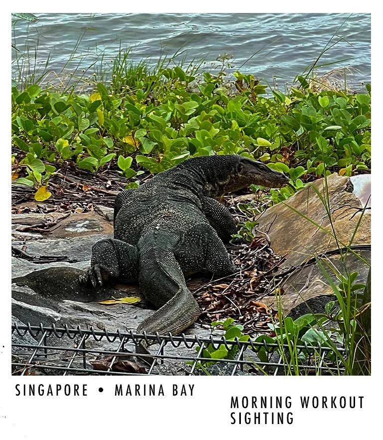 A large lizard resting on rocks near marina bay in Singapore, with water and green plants in the background during a morning workout sighting.