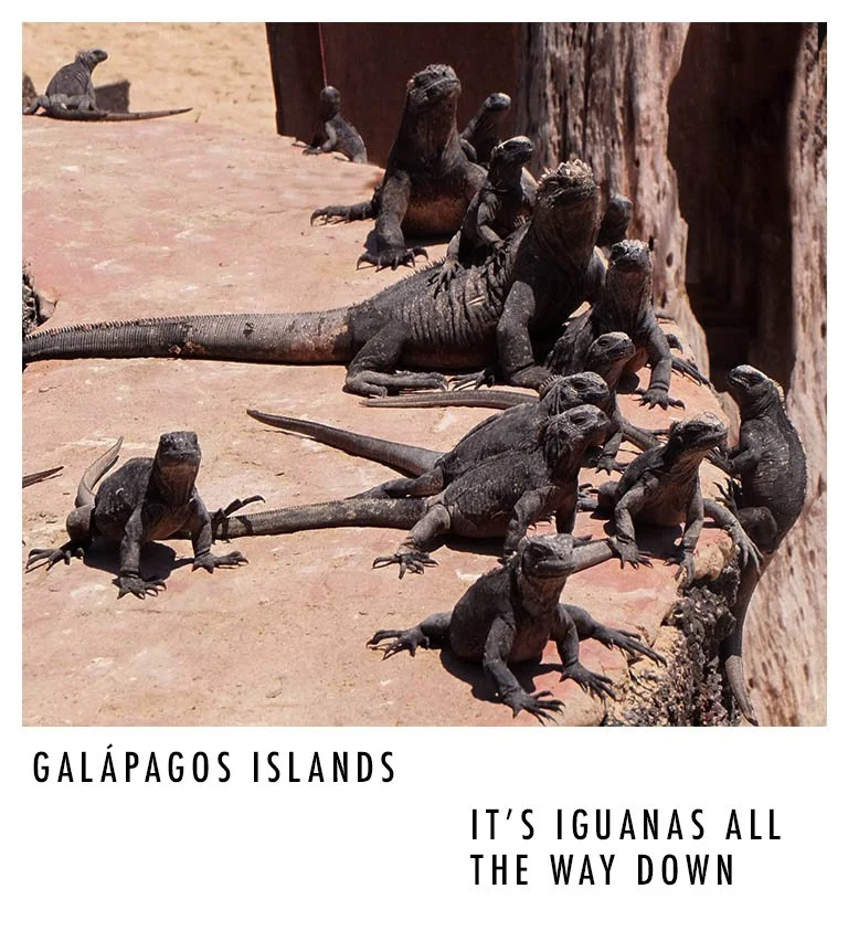 Group of Galápagos marine iguanas resting on a rocky surface, with some on a ledge and others on the ground, under a bright sun.