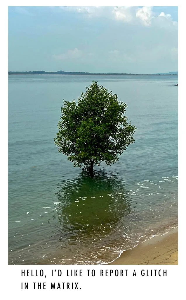 A single tree in the water near a beach, with a reflection in the water and a cloudy sky above.