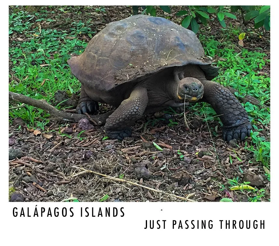 A large tortoise walking on forest ground surrounded by green plants.