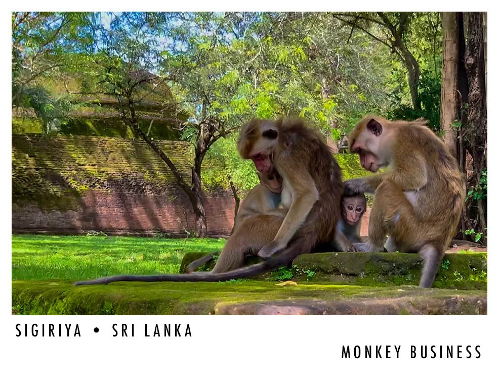 Group of four monkeys sitting on a mossy log in a wooded area with lush green trees in Sri Lanka