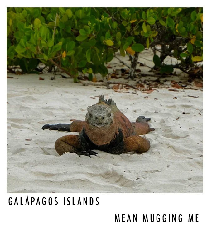 A land iguana with a face resembling an owl sitting on the sand on the Galápagos Islands with green shrubbery in the background.
