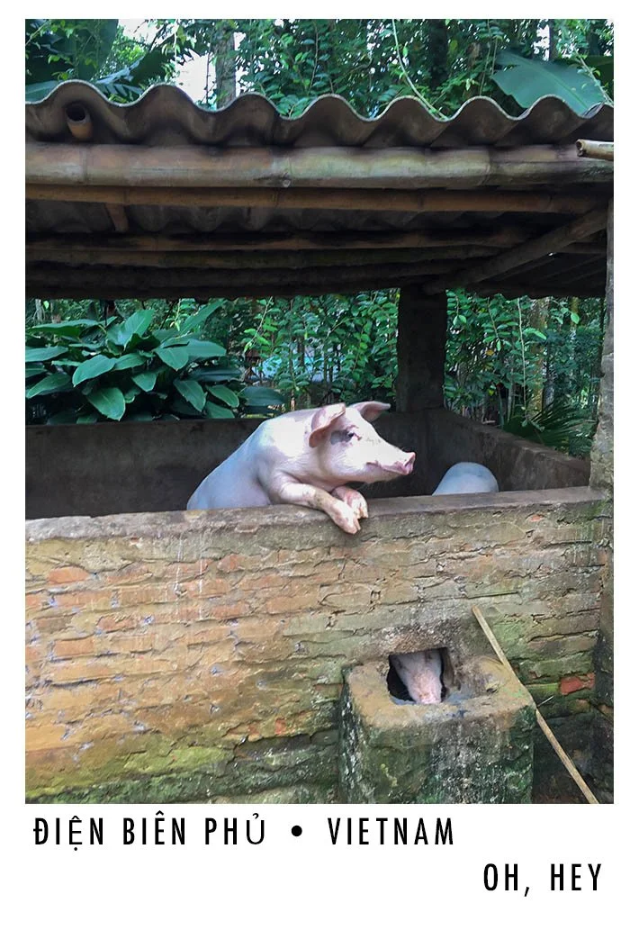 A pig is resting on the edge of a rustic brick enclosure with a small opening, in a lush green outdoor setting in Vietnam. A pig's head peeks out from the small opening at the bottom of the enclosure.