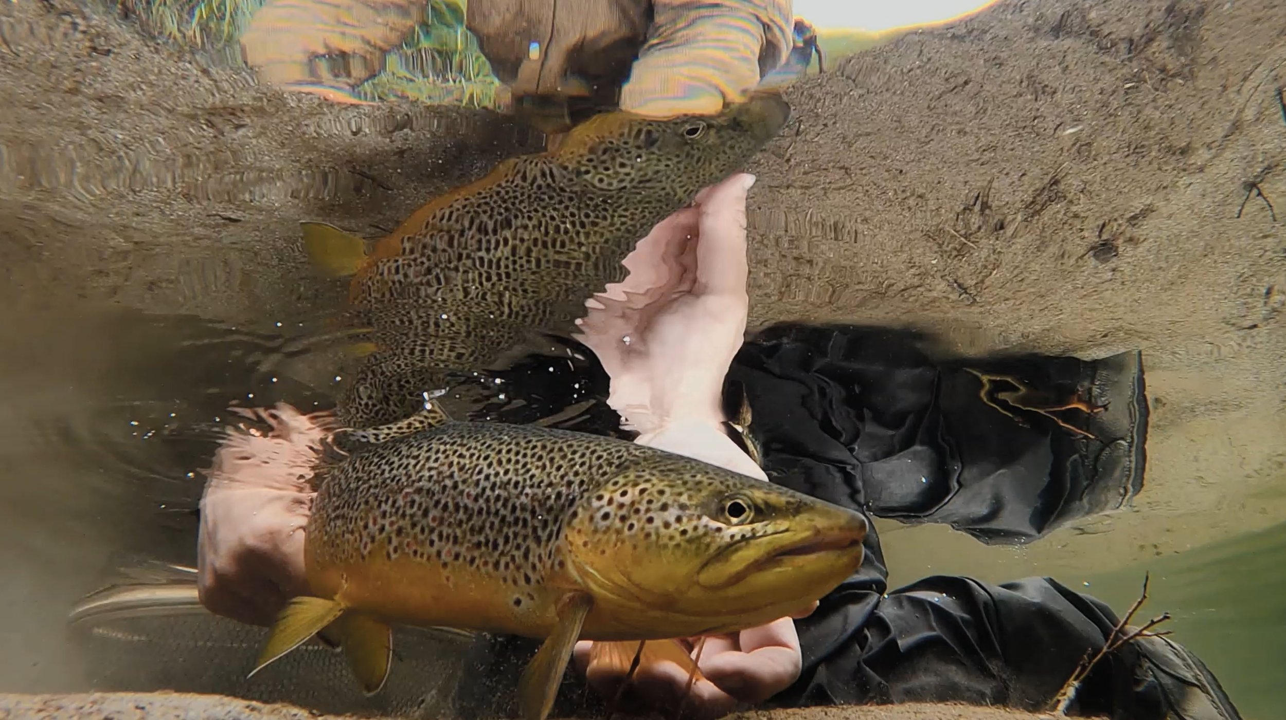 The trophy fly fishing västerbotten_0003_Layer 7.jpg