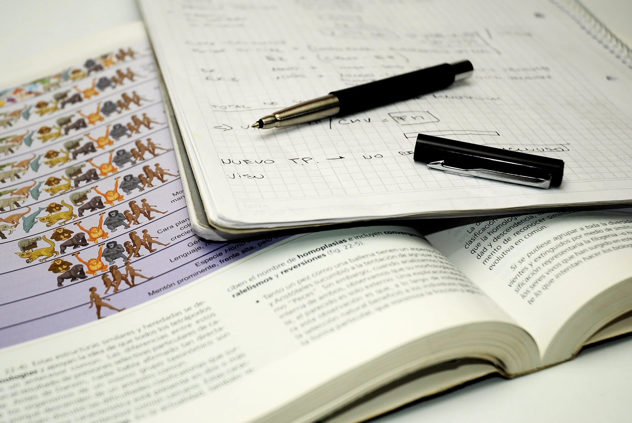 paulabassi2-student-732012.jpg