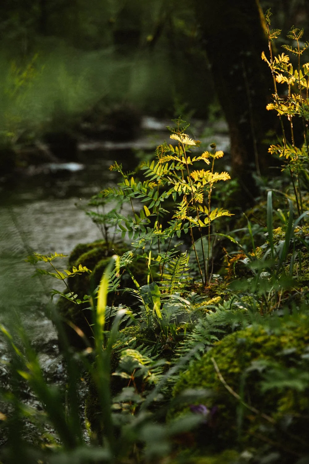 photographe culinaire Bretagne et à distance