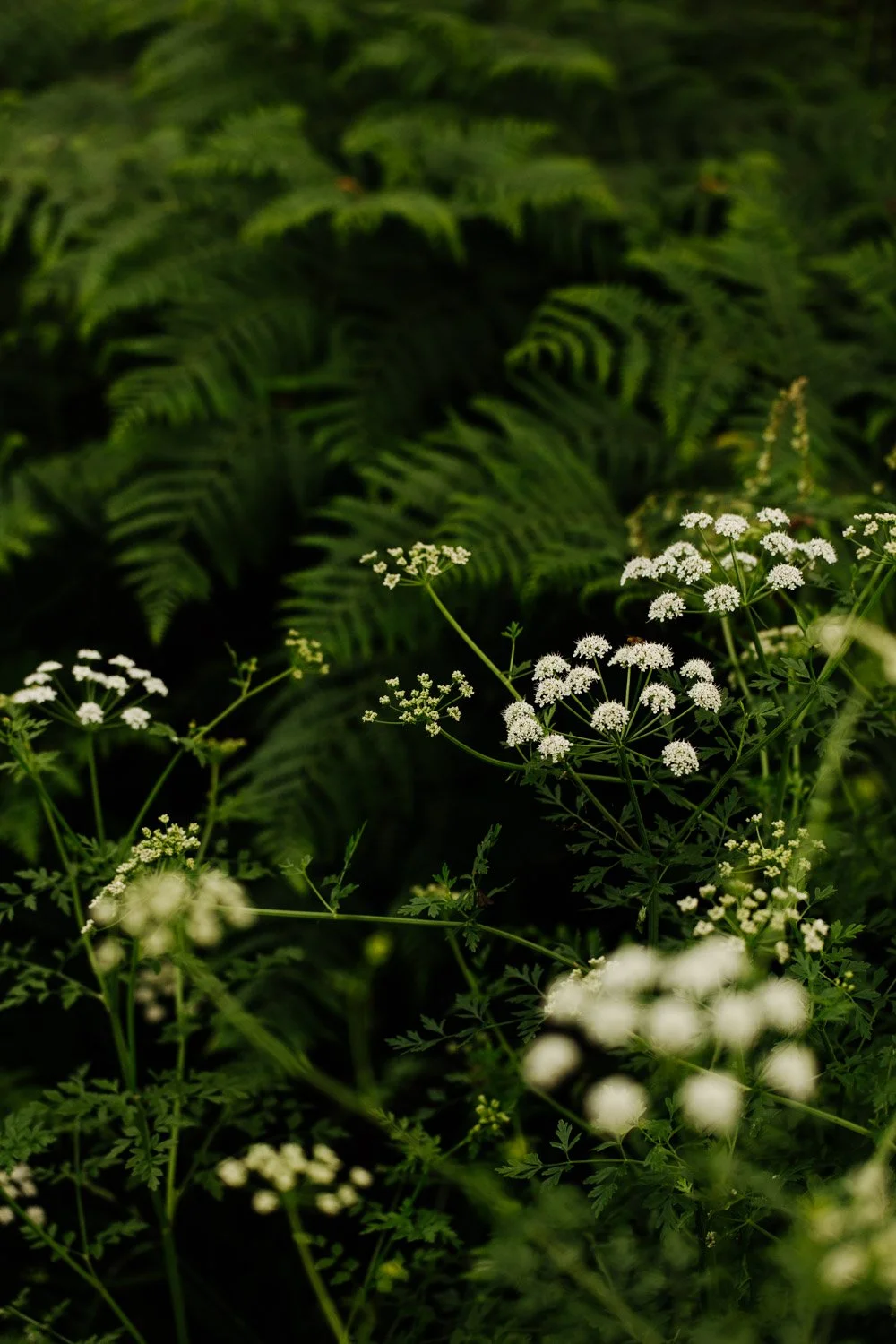 photographe culinaire en pleine nature - Studio Diner