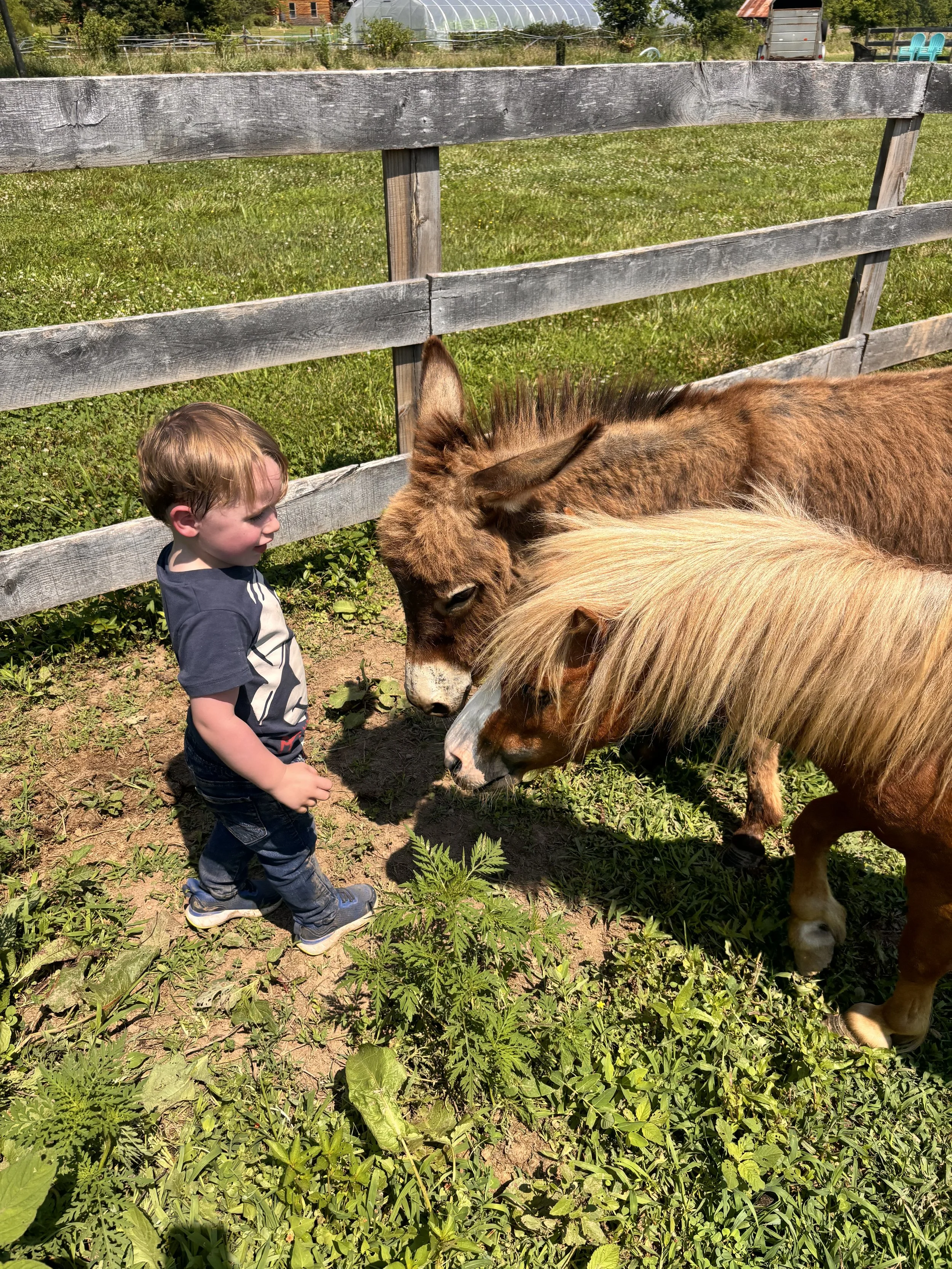 Spring Preschool - Pony Pals Morning Meet Ups