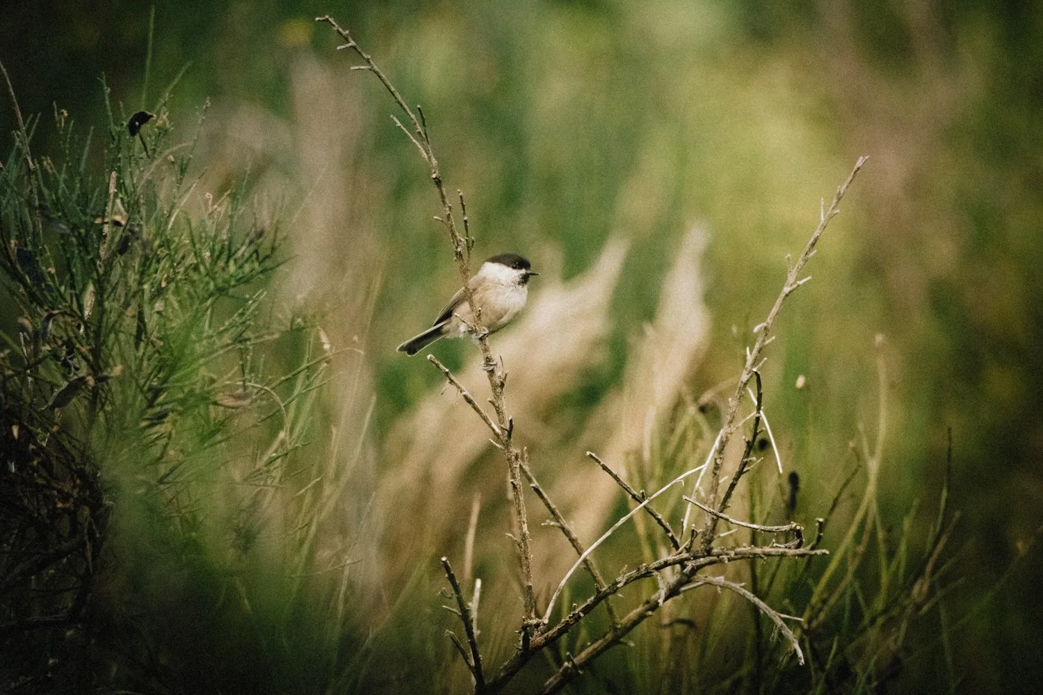 Mésange boréale (Poecile montanus)
