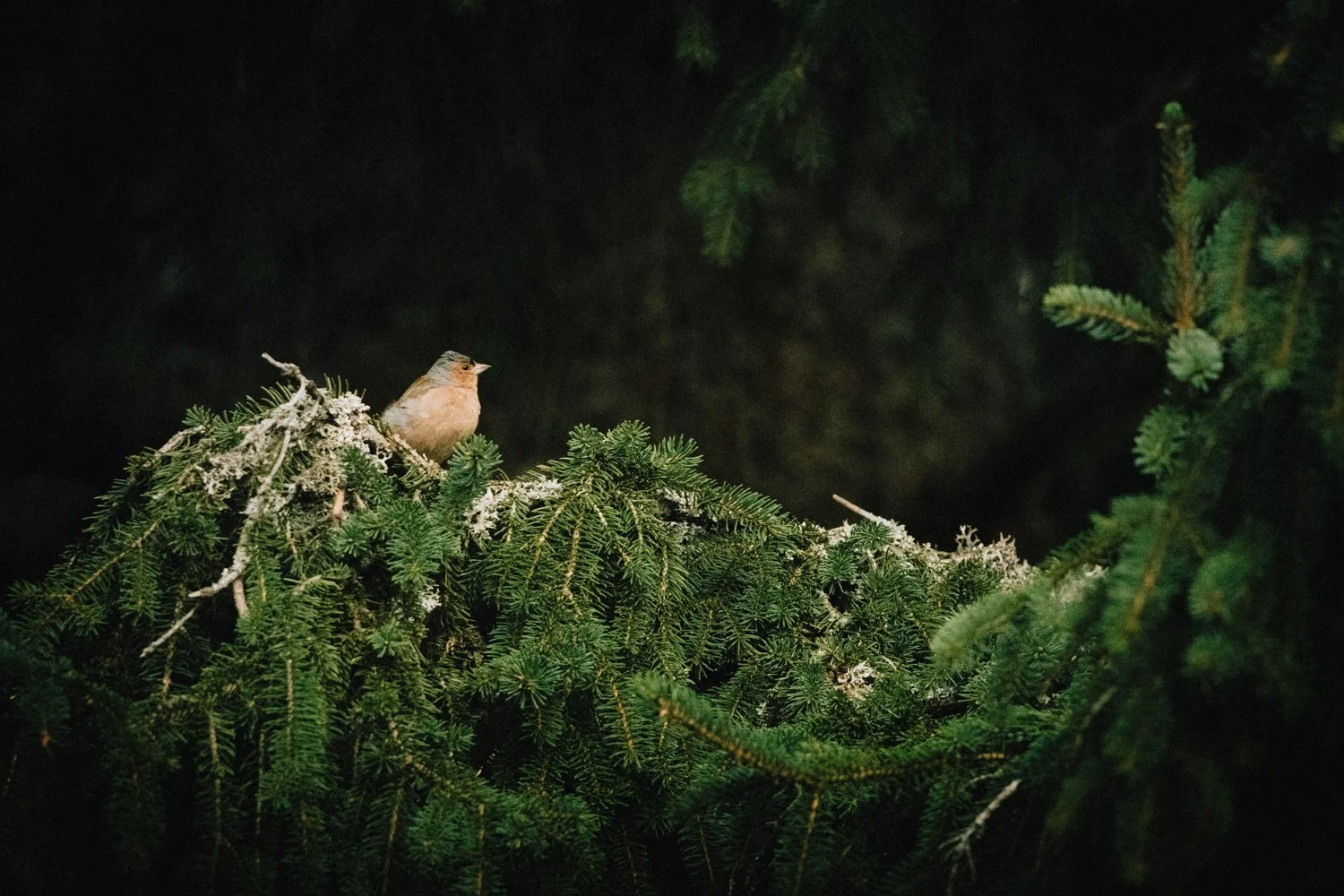 Pinson des arbres (Fringilla coelebs)