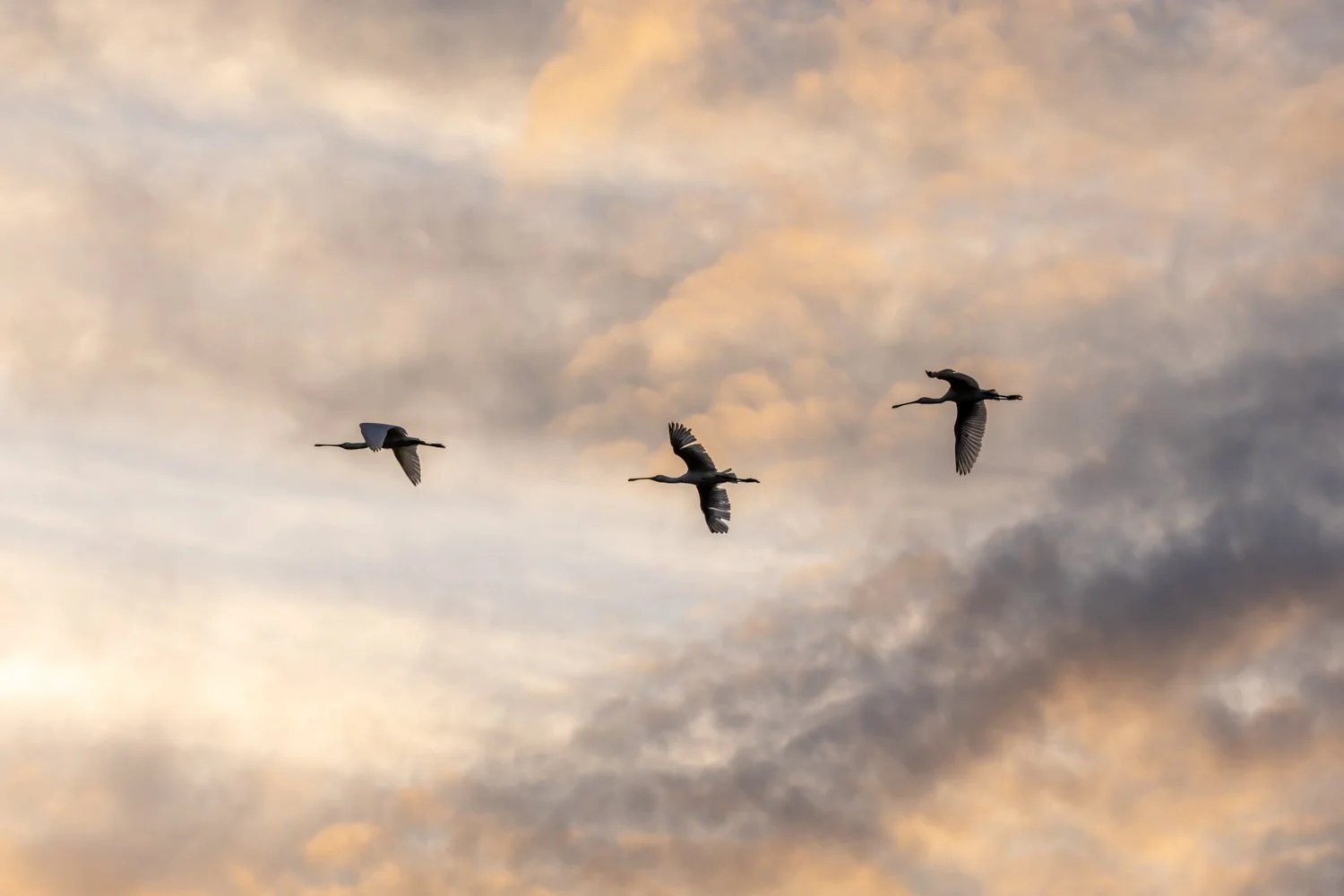 Spatule blanche (Platalea leucorodia)