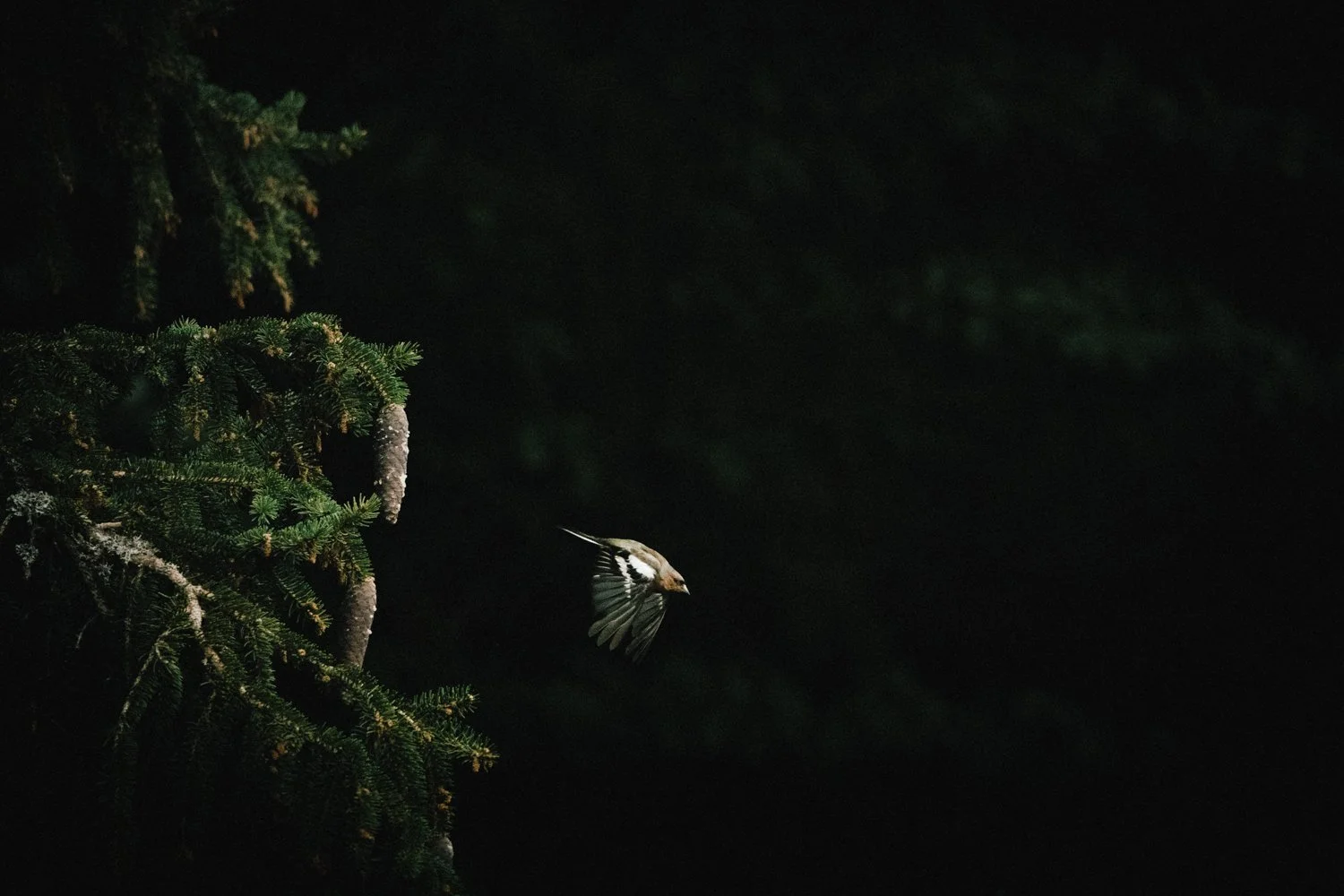 Pinson des arbres (Fringilla coelebs)