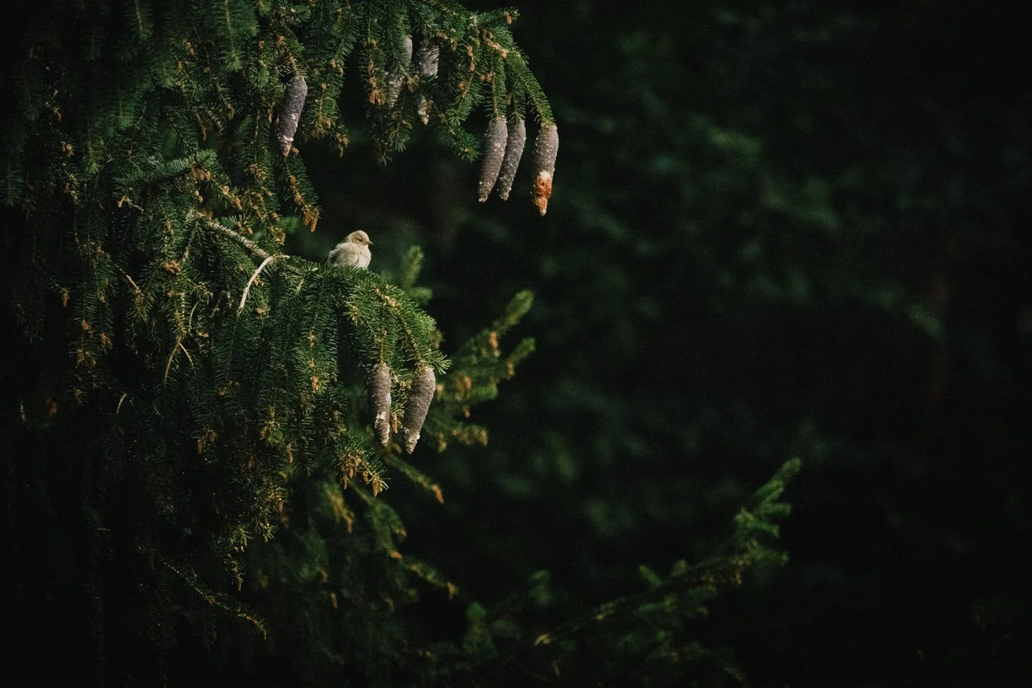Pinson des arbres (Fringilla coelebs)