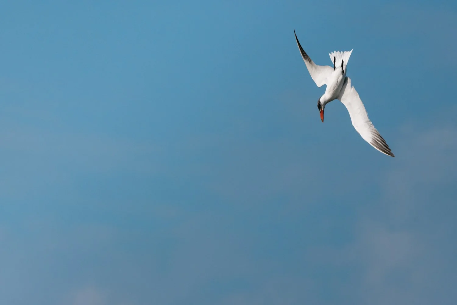 Sterne caspienne (Hydroprogne caspia)