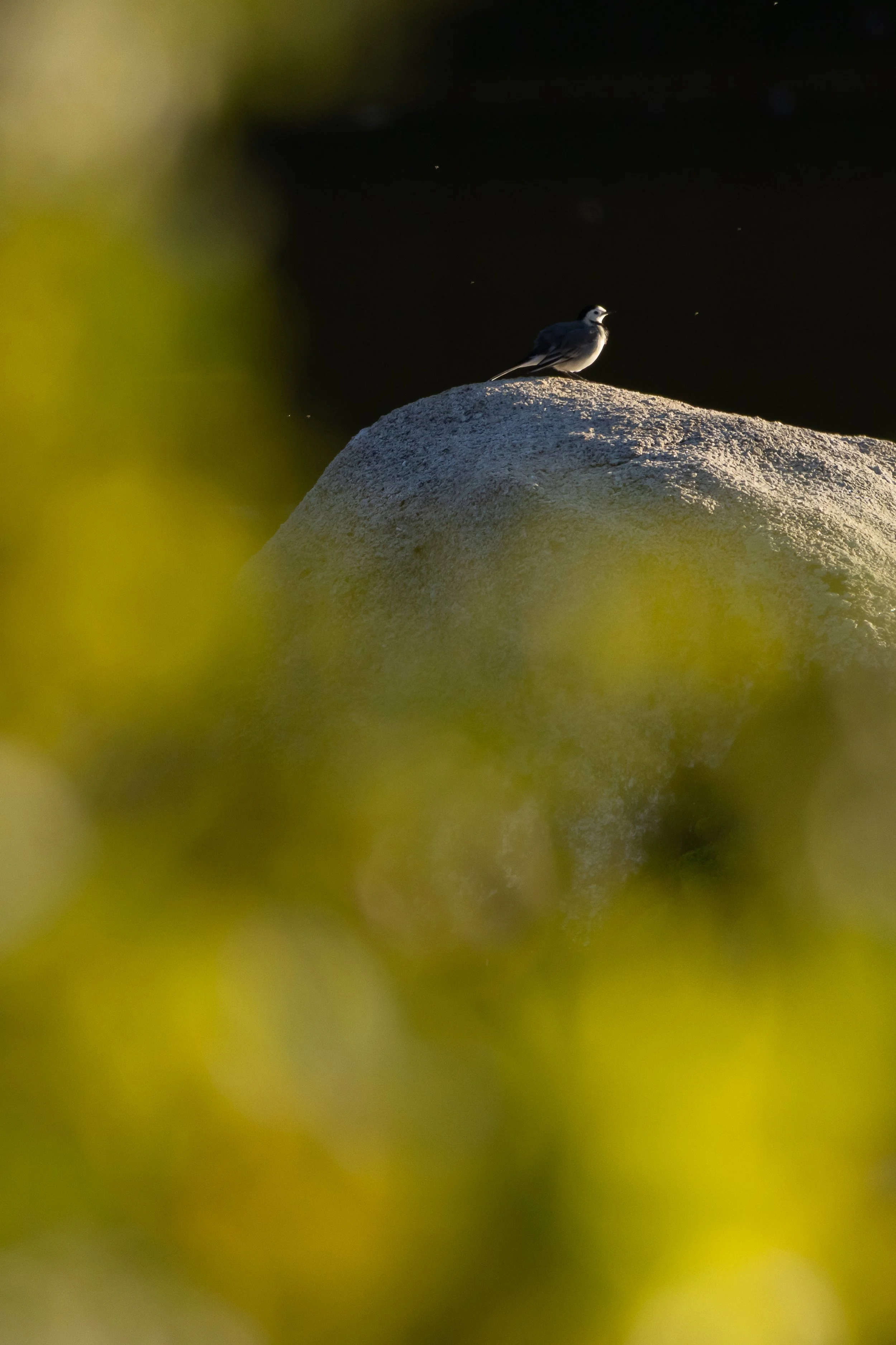 Bergeronnette grise (Motacilla alba)