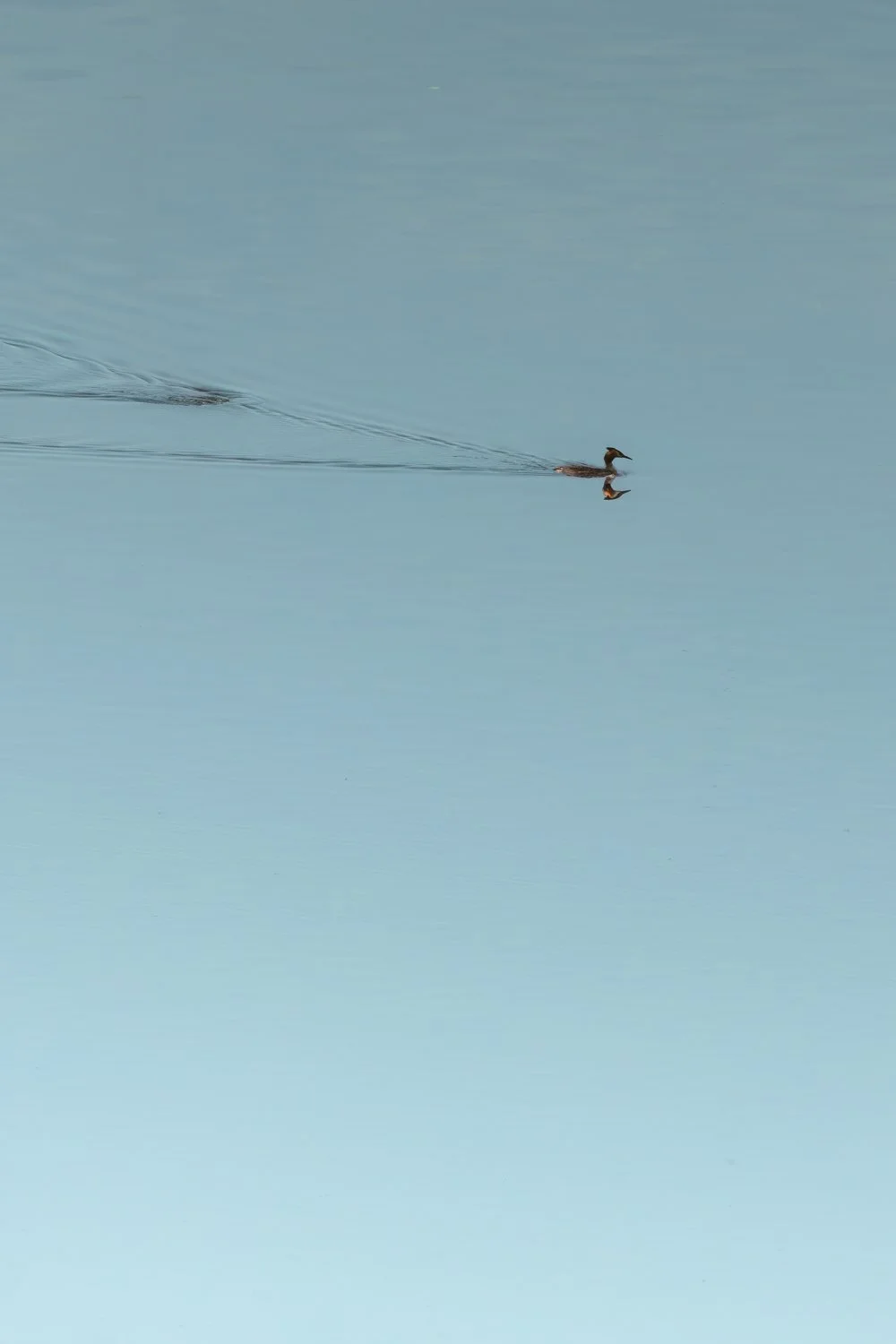 Grèbe huppé (Podiceps cristatus)