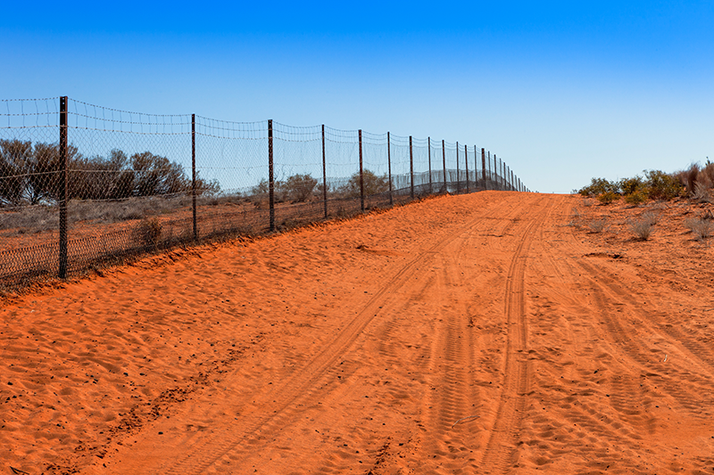 The World's Longest Fence