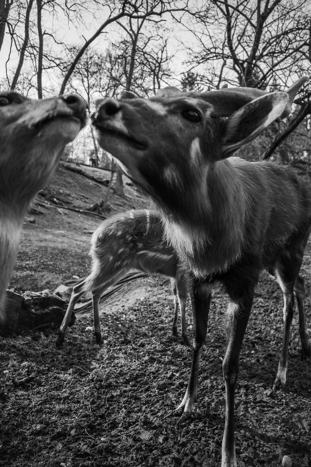 ZOO Bratislava, 2024