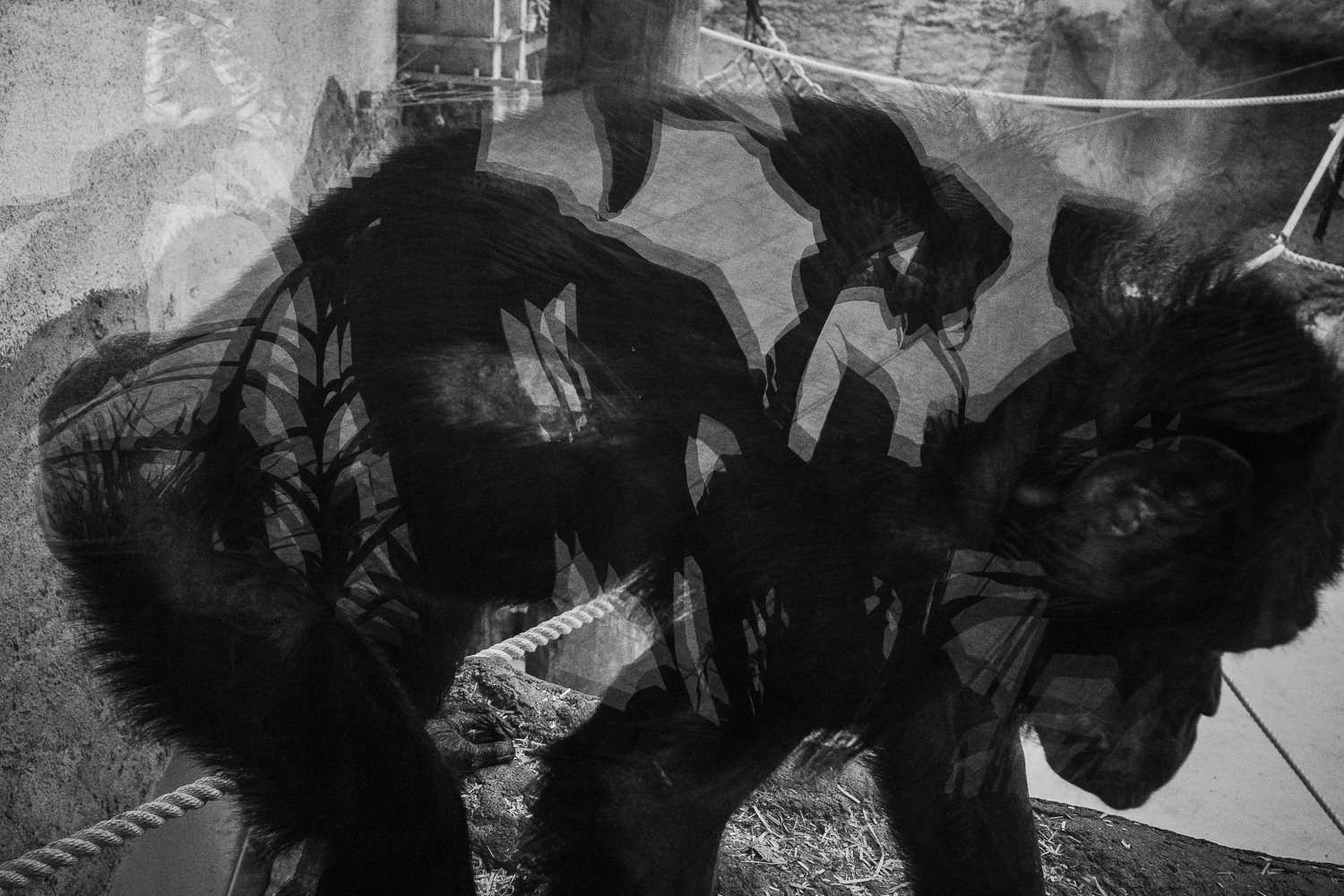 ZOO Bratislava, 2024