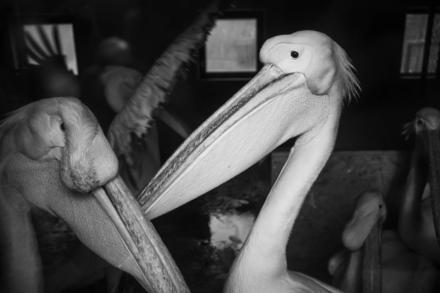 ZOO Bratislava, 2024