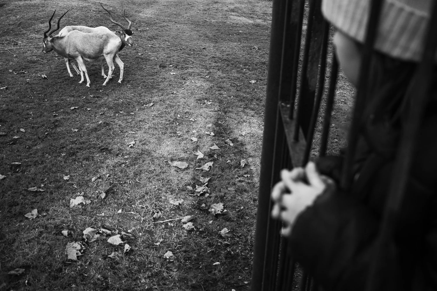 ZOO Bratislava, 2024