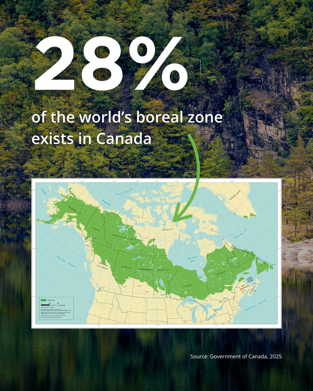 Canada is home to a remarkable 28% of the world&rsquo;s entire boreal zone &ndash; a vast, forested region that stretches between the Arctic tundra to the north and the temperate zones to the south. This immense ecological belt not only defines much 