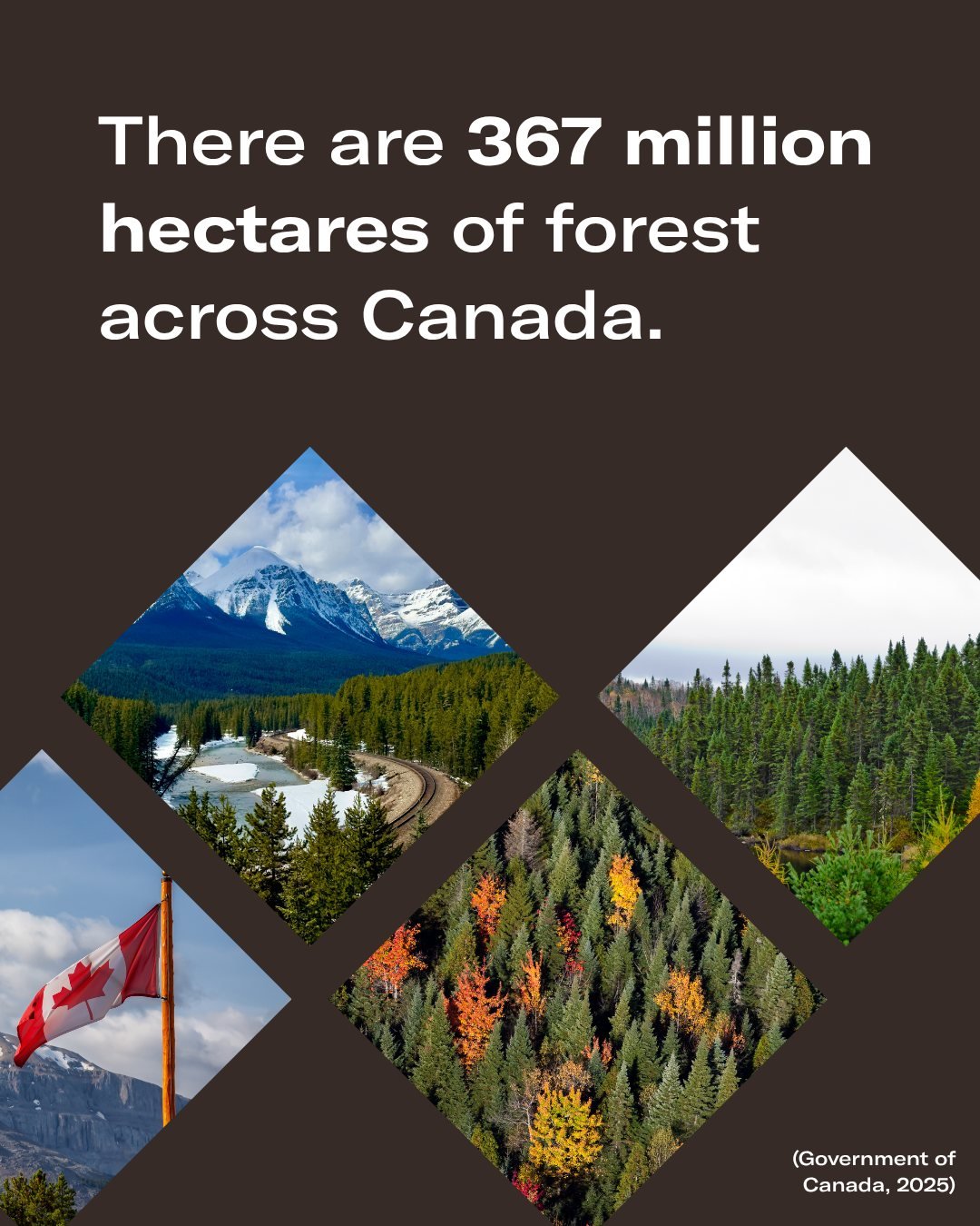 Did you know? Canada holds one of the largest forested areas on Earth with 367 million hectares of forest – that's times larger than all the Great Lakes combined.

From coast to coast, forests are deeply woven into our culture, economy, and way