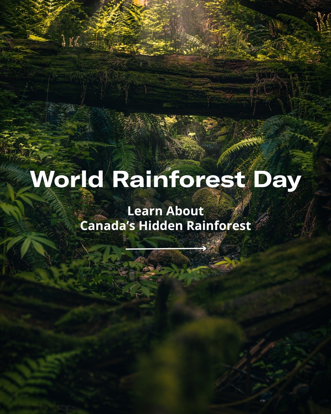 Tucked in BC&rsquo;s Columbia Mountains is a global rarity &ndash; the world&rsquo;s only temperate inland rainforest. Dripping with old-growth cedar and hemlock, it&rsquo;s a sanctuary for wildlife like grizzly bears and the endangered Mountain Cari