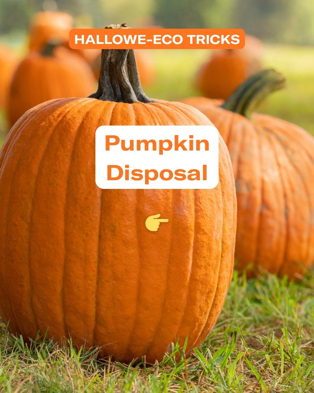 Your pumpkin had a great Halloween 🎃 Swipe to learn how to give it a second life...Whatever you do, don&rsquo;t toss it in the trash! 🗑🚫

#PumpkinAfterlife #EcoHalloween #Halloweek #ClimateAction #CompostNotLandfill #ZeroWasteHalloween
