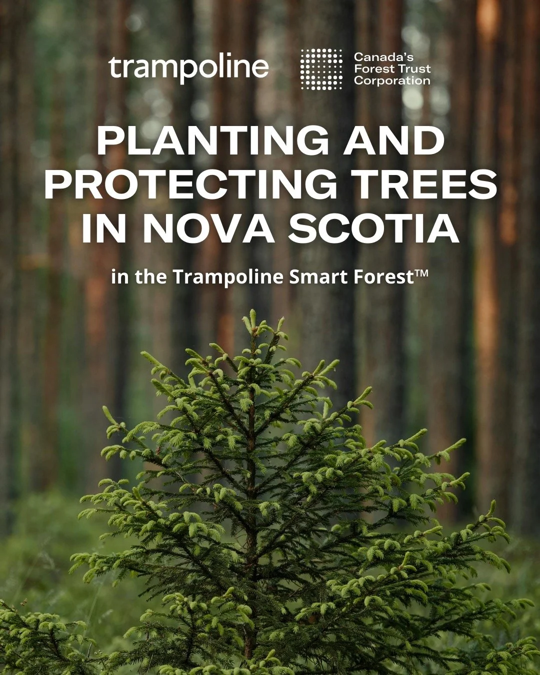 We're excited to share that @trampolinebrand and @canadasforestrustcorporation are teaming up to take measurable climate action in Nova Scotia! Together, we&rsquo;re growing a Smart Forest&trade;, and you can follow along as it takes root and grows. 