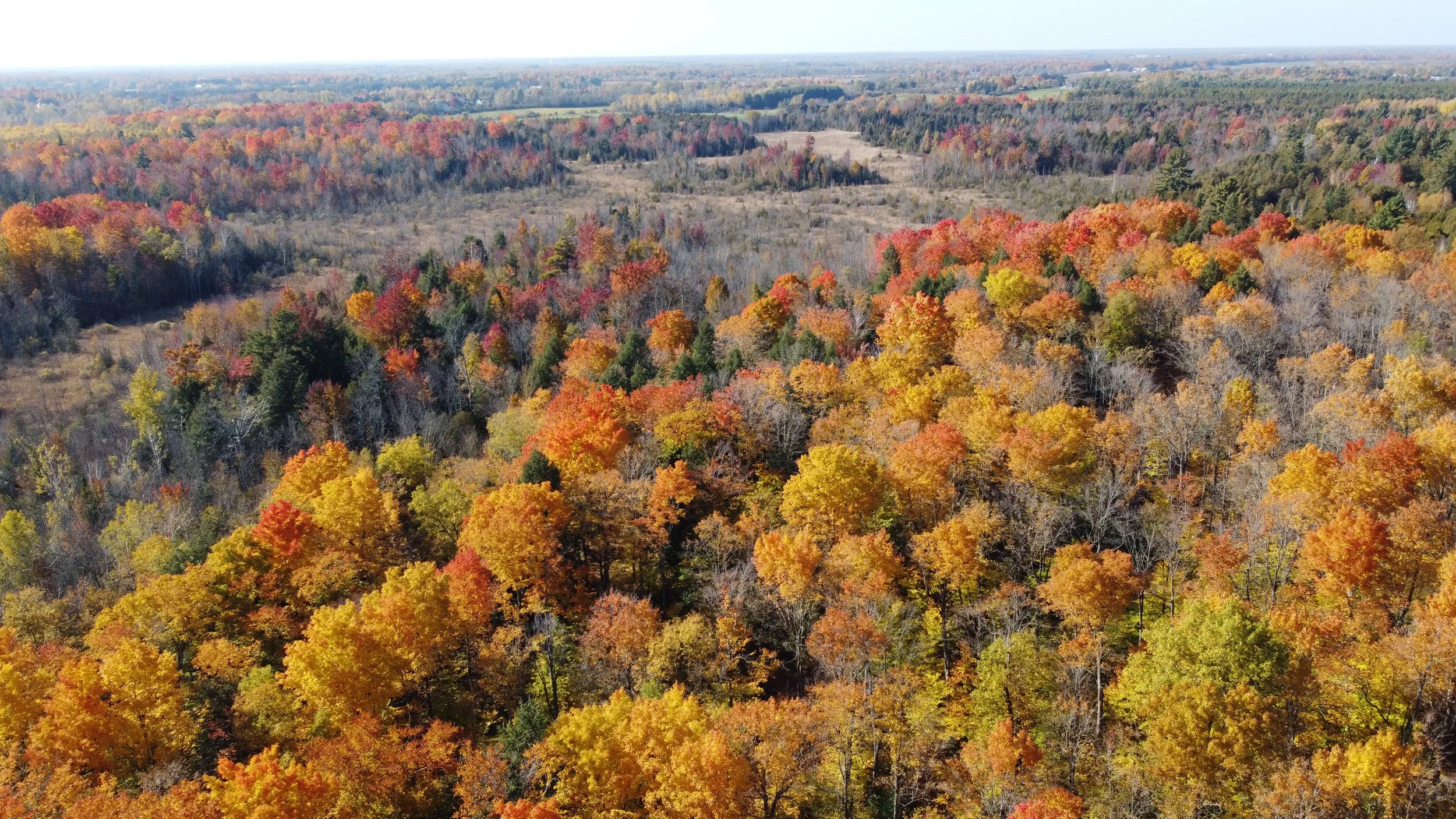Municipality of North Grenville and Canada’s Forest Trust Corporation launch Let’s get growing! North Grenville
