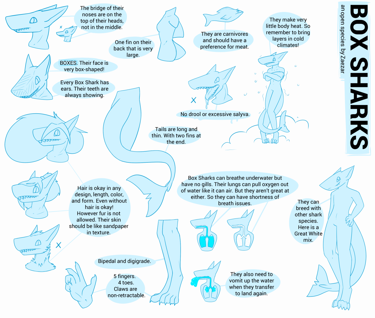 Box Shark Ref.png