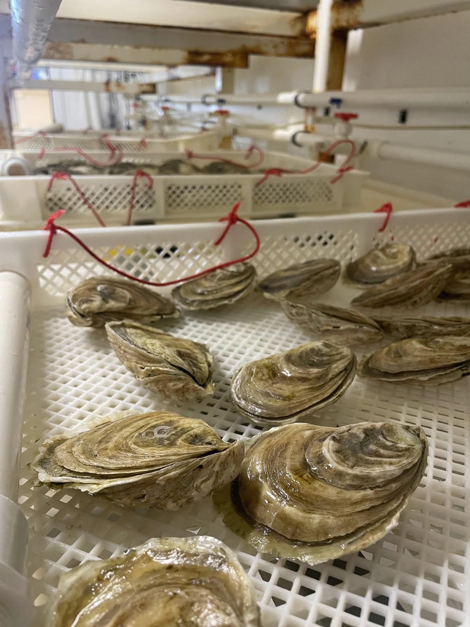 Merrymeeting Shellfish Company