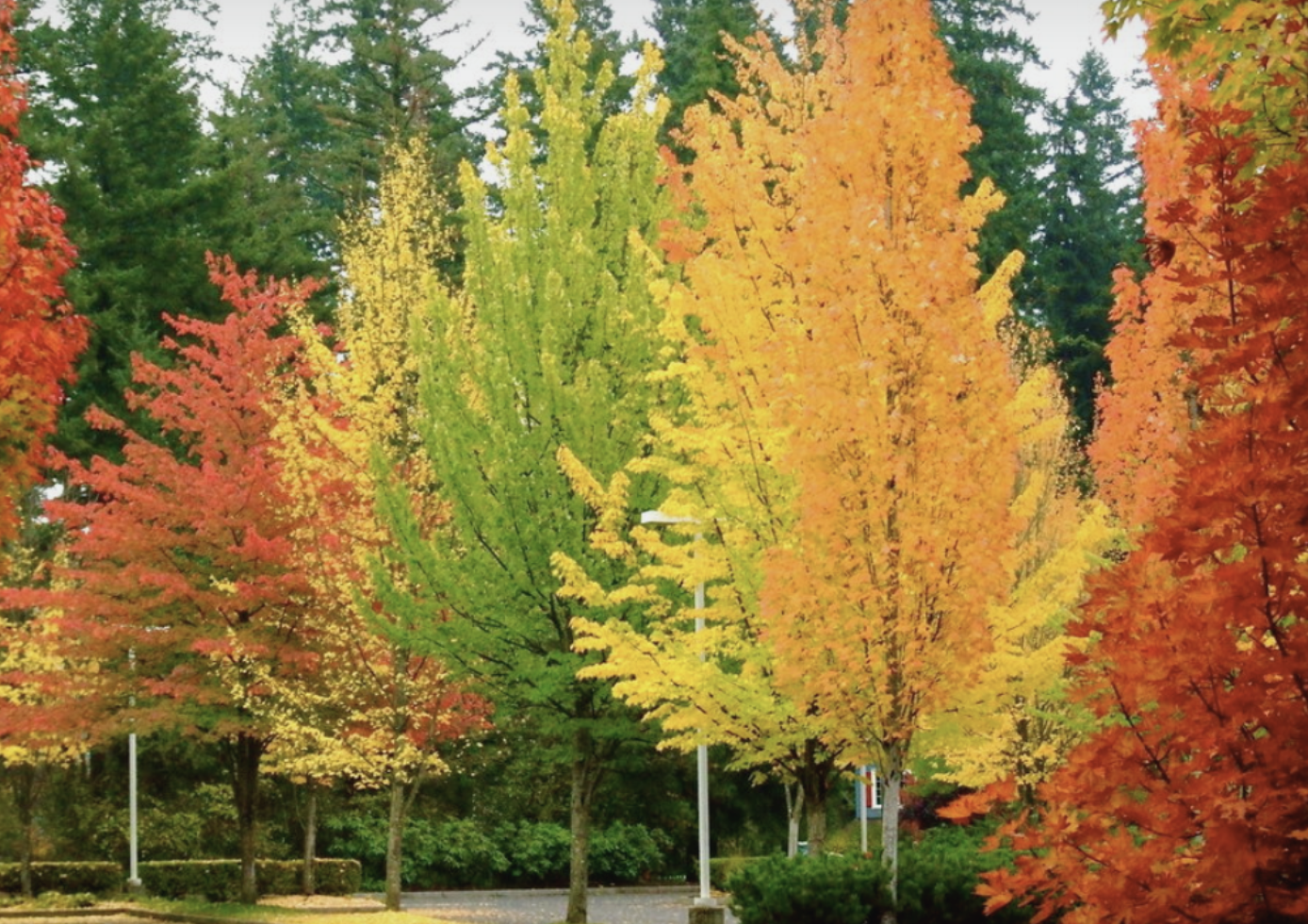 The Fall Season