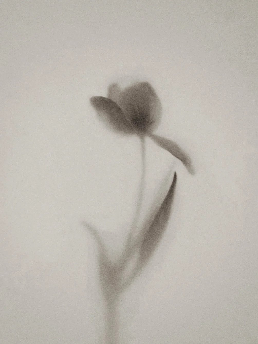 A blurred black and white photo of a single flower with a rose in the center on a plain light background.
