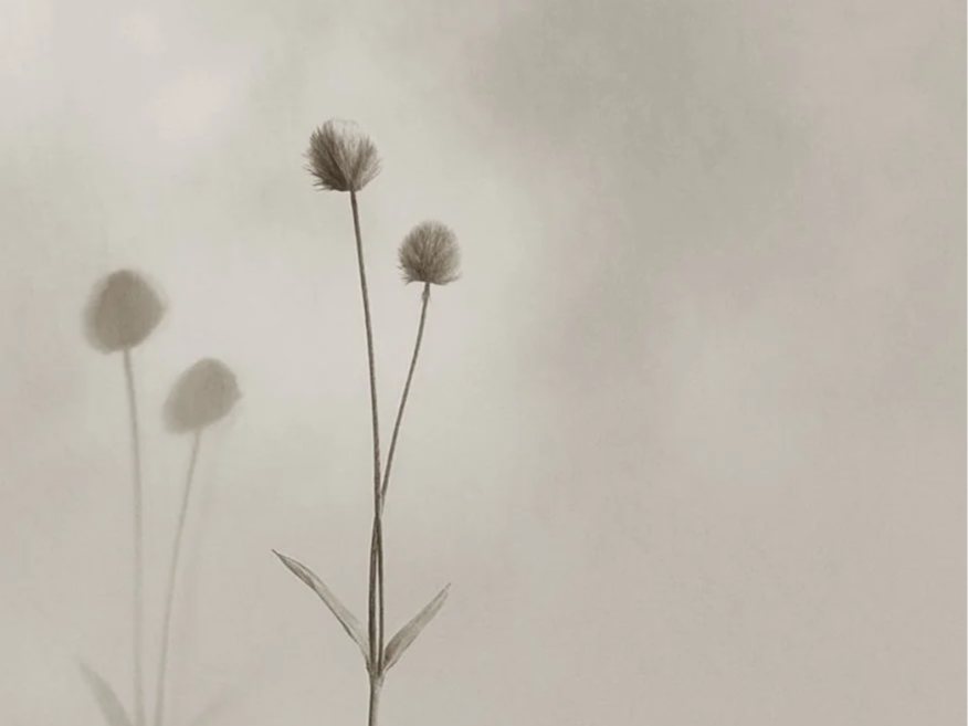 A minimalist drawing of a flower with two fluffy, round blooms and a single leaf, casting shadows on the background.