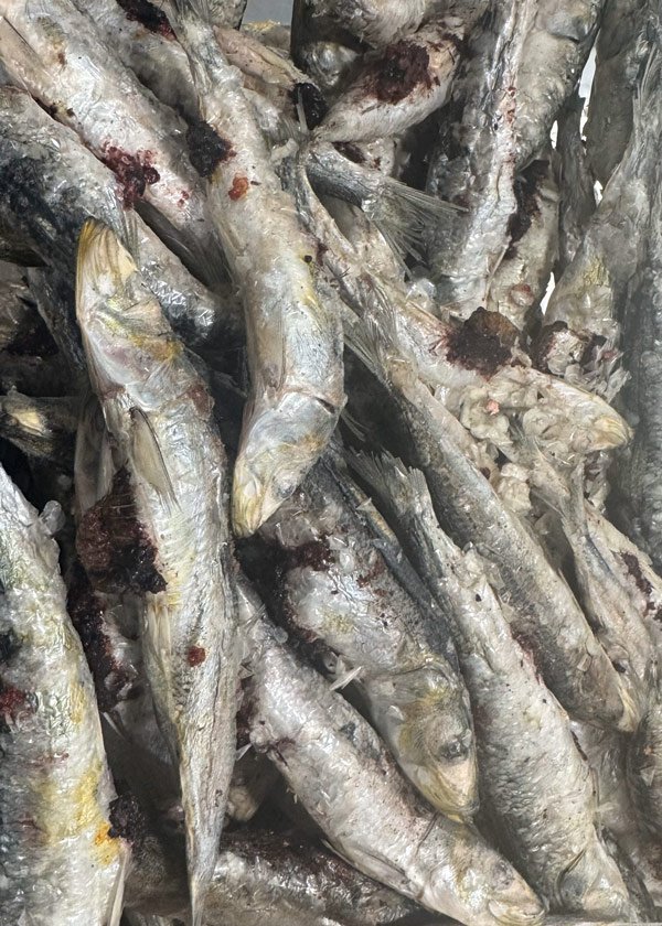 fido-fuels-freeze-dried-sardines-03.jpg