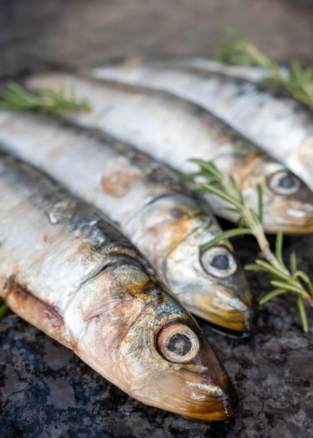 fido-fuels-frozen-raw-sardines-for-dogs-4.jpg