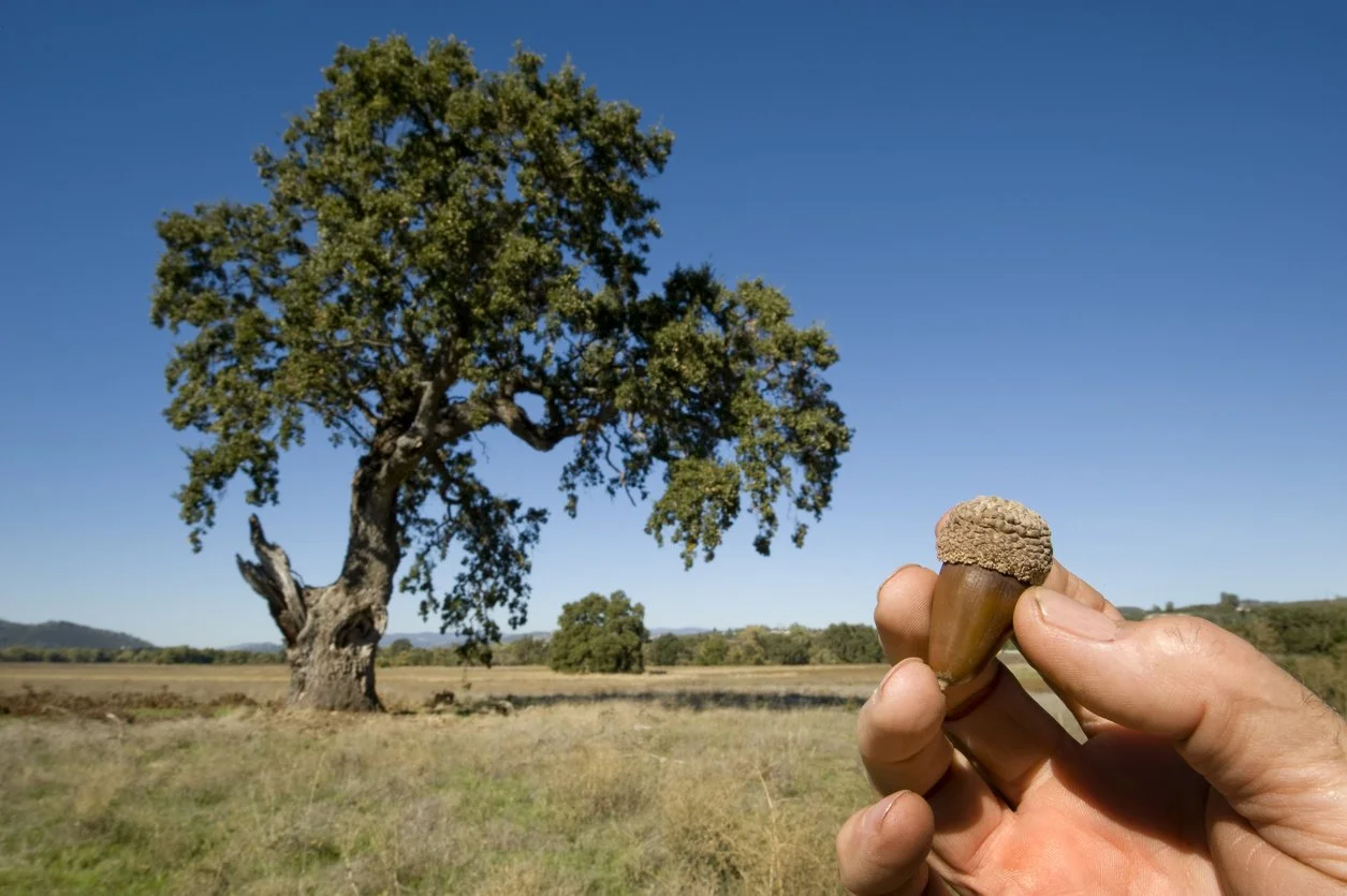 Acorn illustrates how a marriage retreat can help with affair recovery.