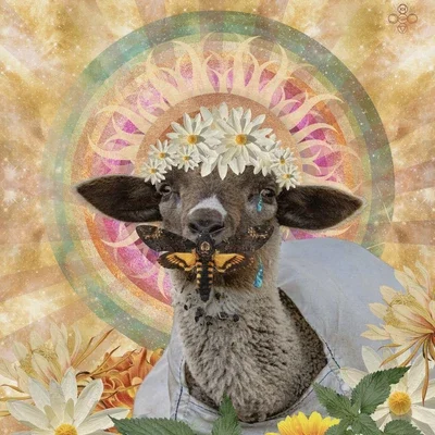 Counting Sheep