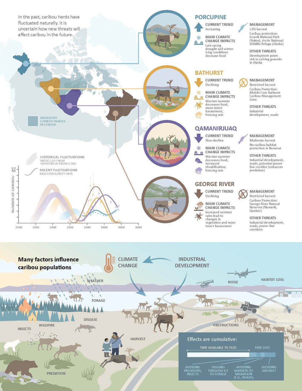 caribou-infographic-en.jpg