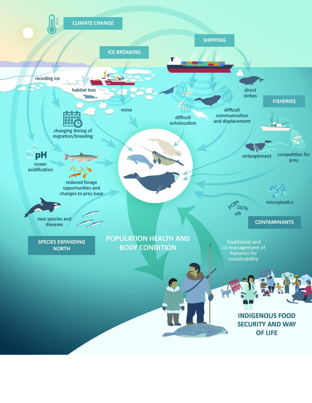 marine-mammals-main-infographic-en.jpg