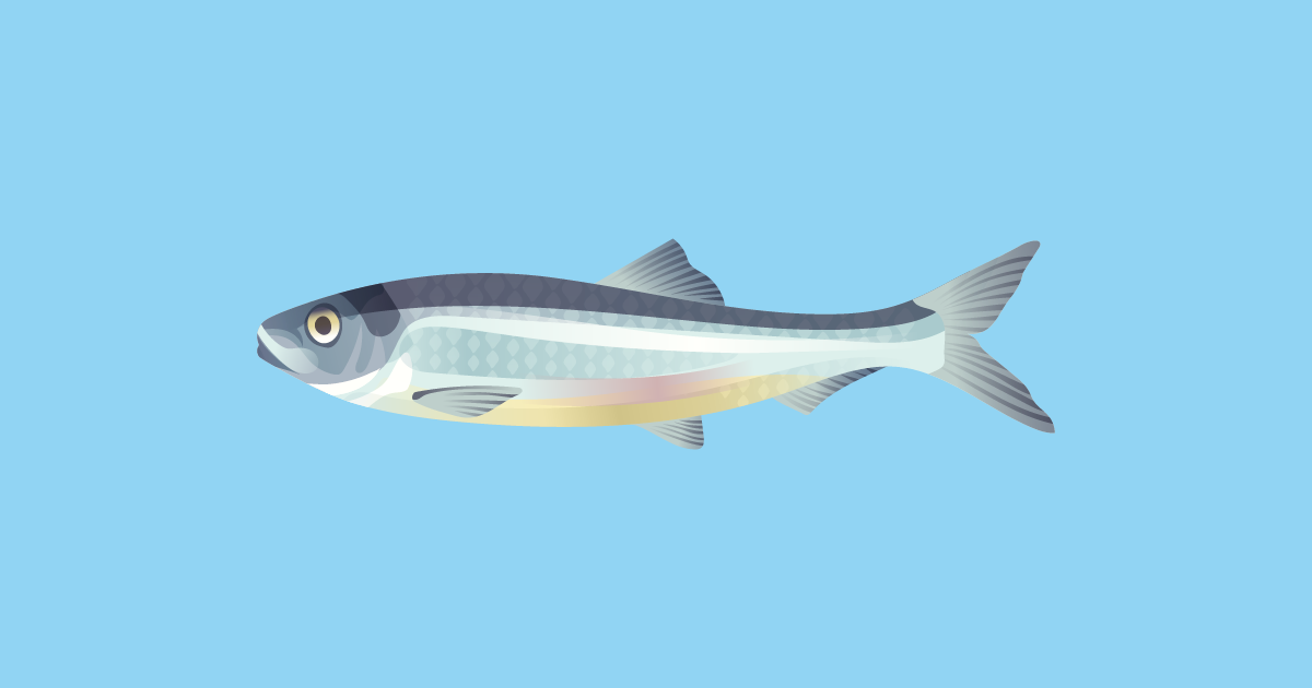 A Spring Buffet: The Annual Pacific Herring Spawn