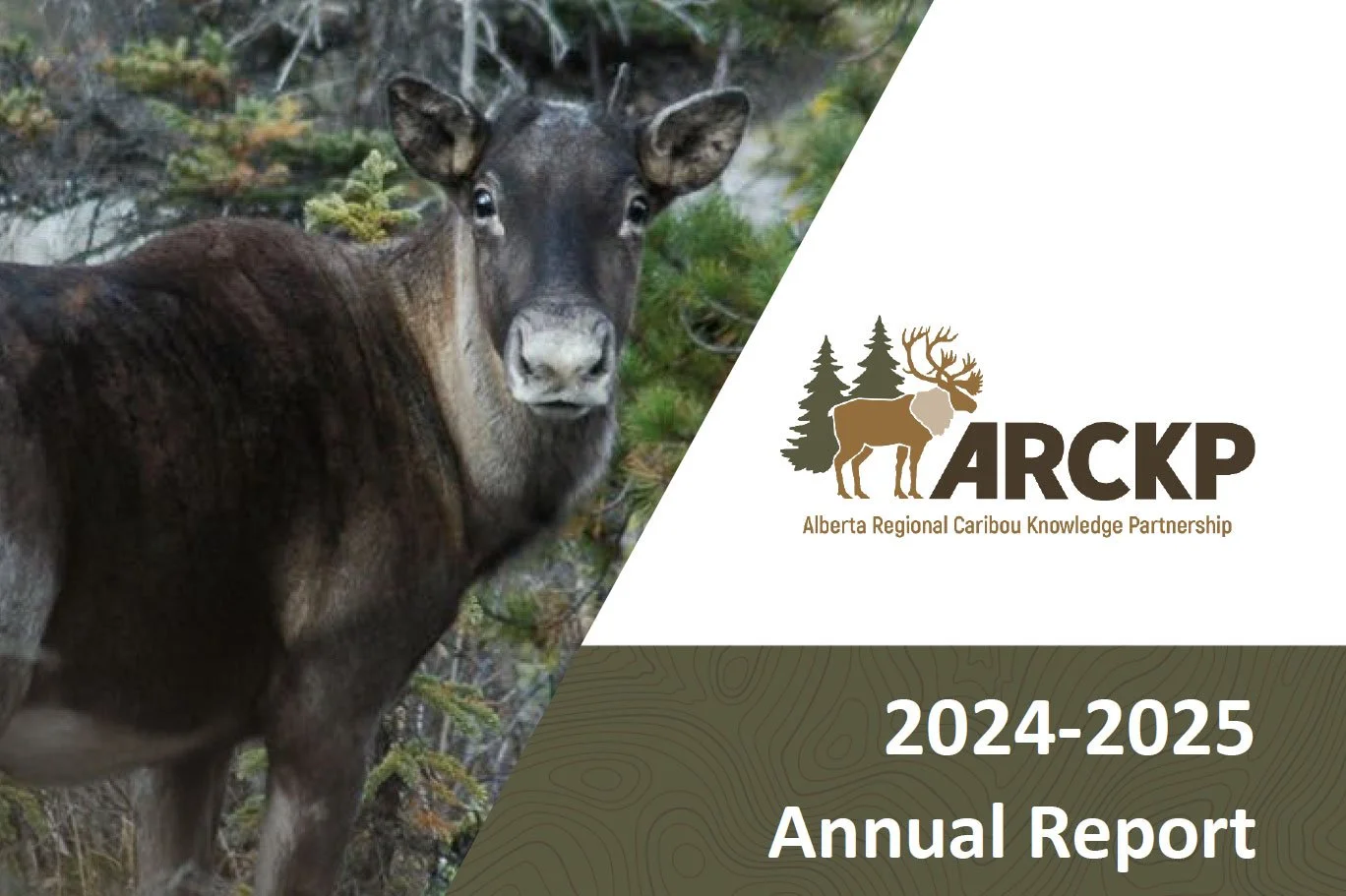 Annual Report 