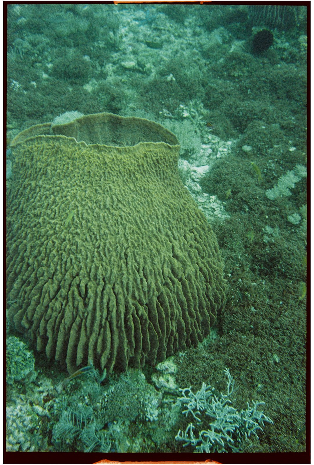 Philippines_nikonos_14_websize.jpg