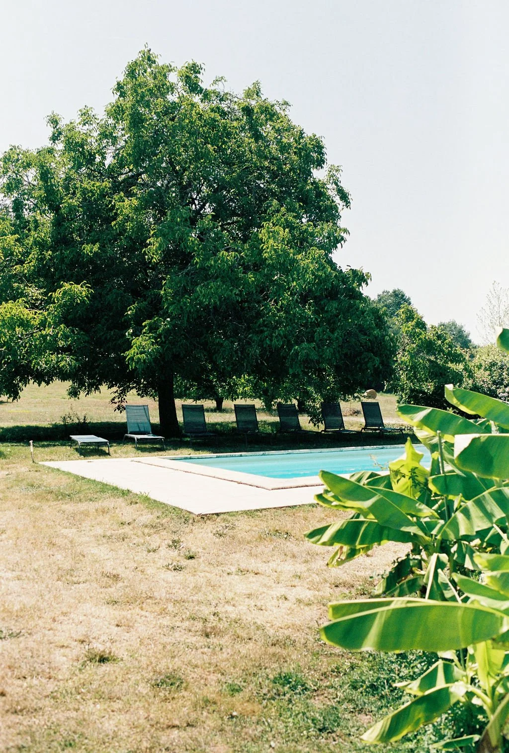 A backyard with a swimming pool, surrounded by lounge chairs, a large leafy tree, and tropical plants under a clear sky.