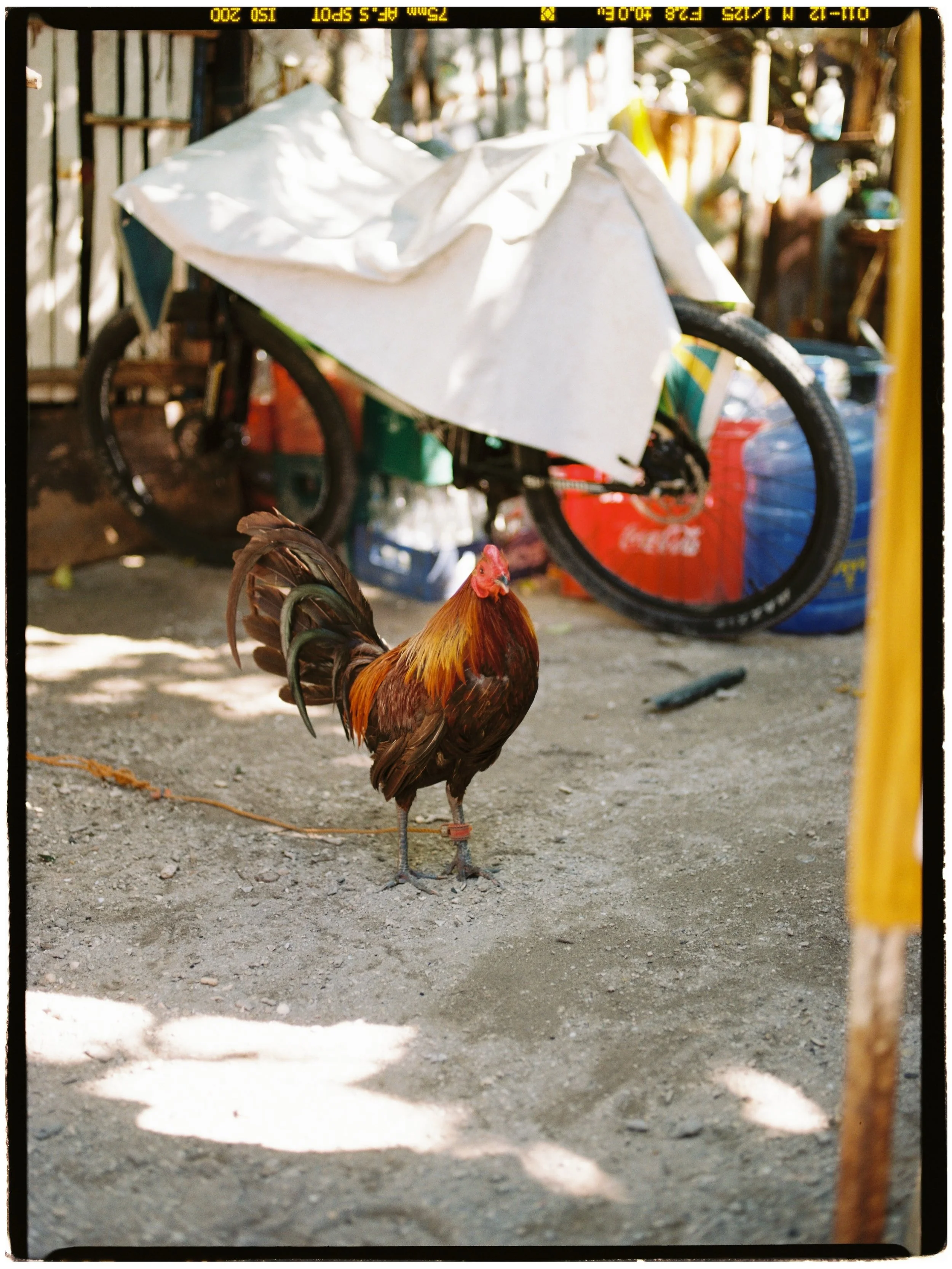 From the archive: my favourite images taken on 120 film on Malapascua island, Philippines.

🎞️ Kodak Gold 200
📸 Pentax 645nII

#philippinesonfilm #cebu #pentax645nii #kodakgold200 #malapascua