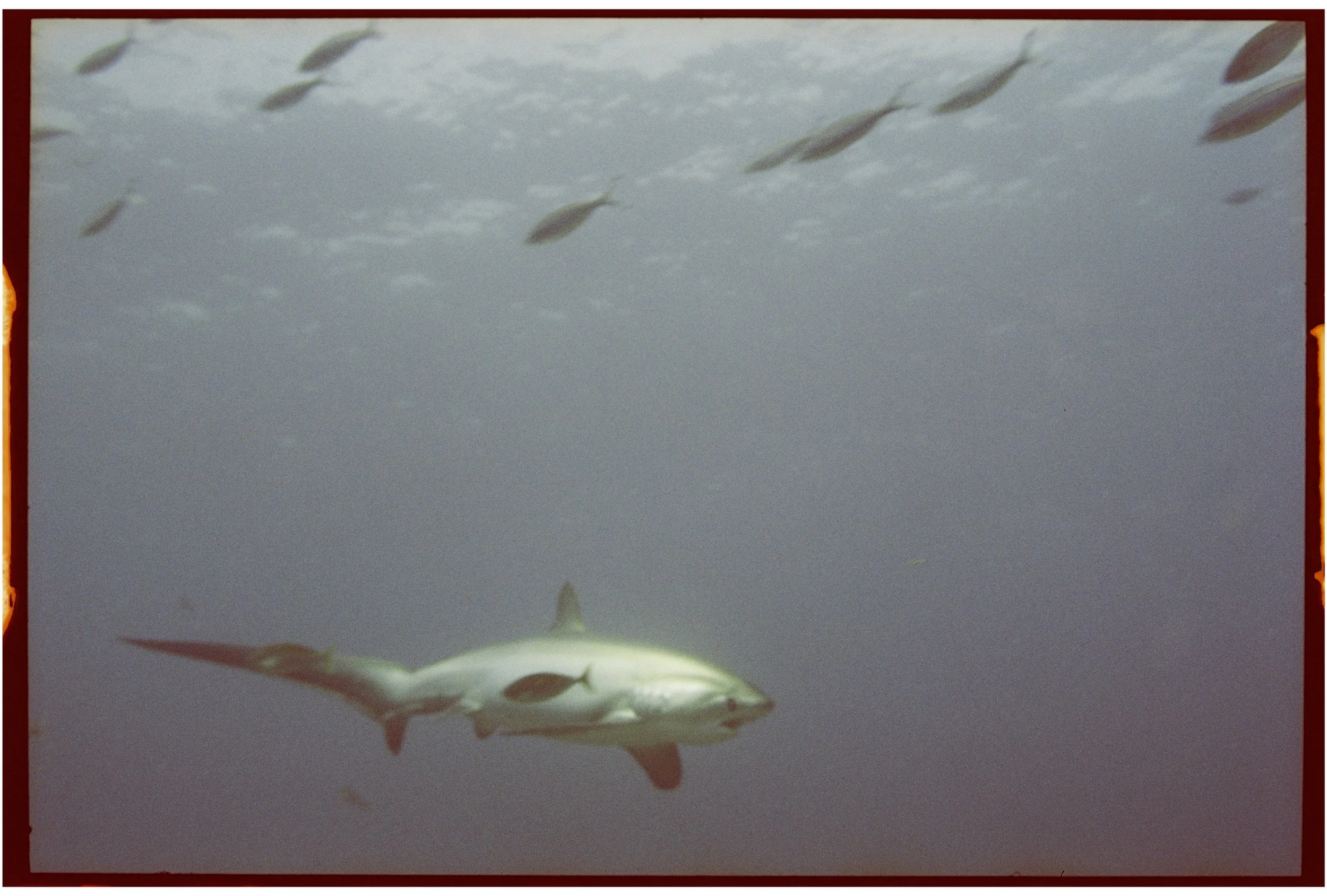 From the archive: thresher sharks of Malapascua, Philippines.

Nikonos V | Kodak Portra 800

#threshershark #nikonosv #underwaterfilmphotography #malapascua #nikonosproject