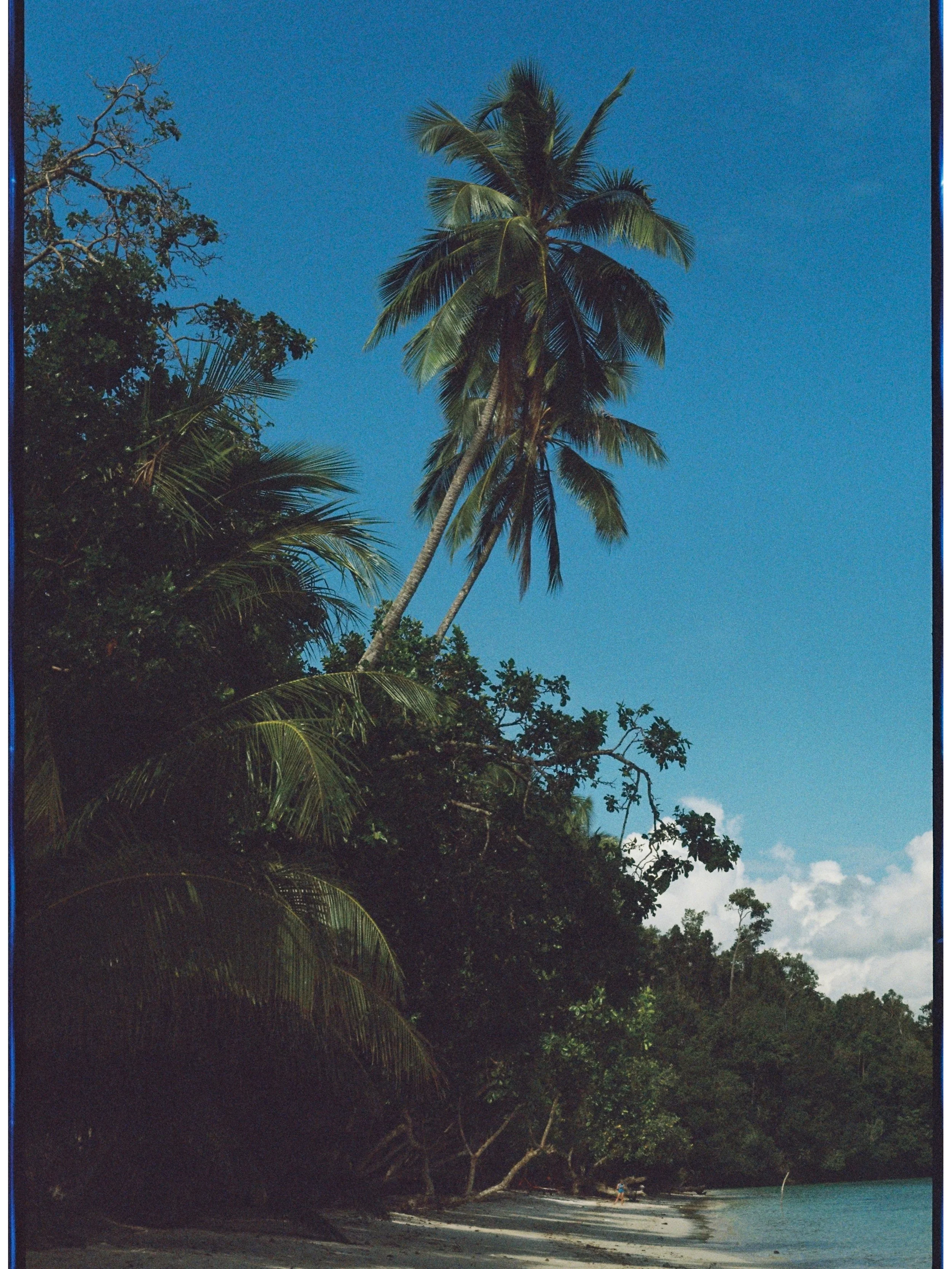 From the archive: my favourite coastline views from our time in the Raja Ampat archipelago, Indonesia.

Kodak Ultramax 400 | Pentax Spotmatic F

#pentaxfilmcamera #pentaxspotmatic #pentaxspotmaticf #indonesiaonfilm #travelfilmphotography