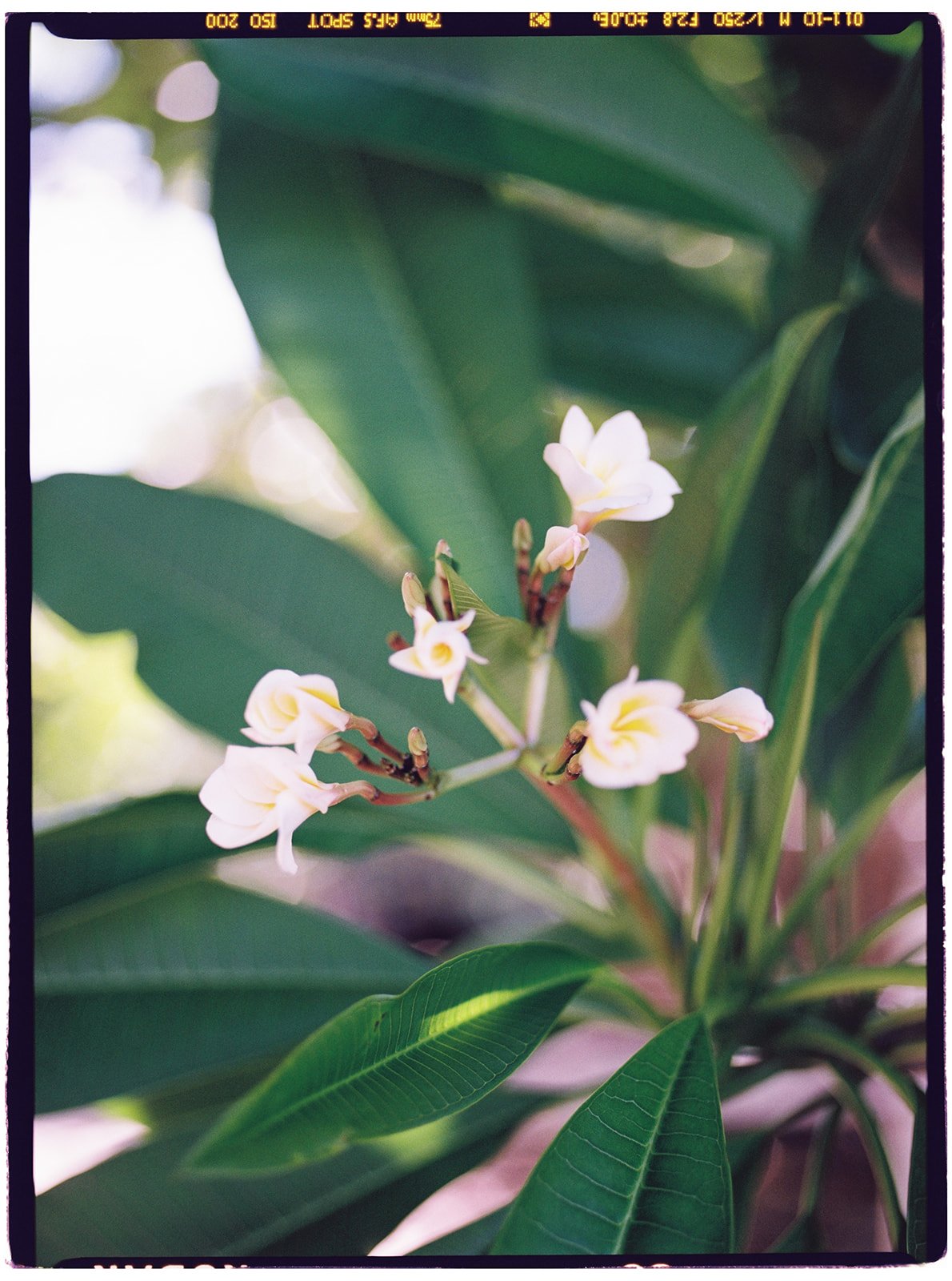 Philippines_pentax_10_websize.jpg